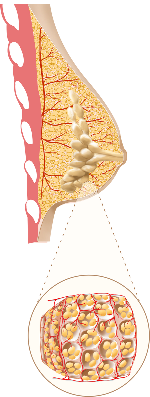 EVEBRA stage four — tissue after completing the protocol