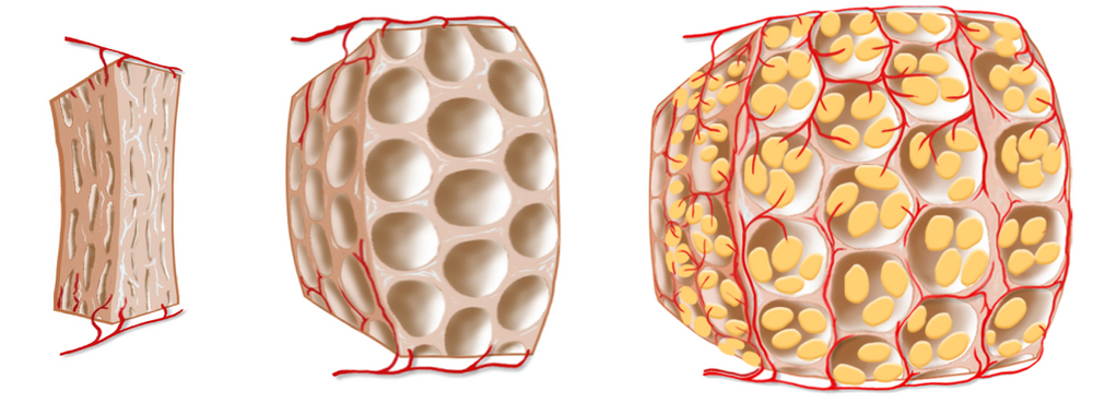 Original EVEBRA illustration of tissue expansion with fat cells and blood vessels